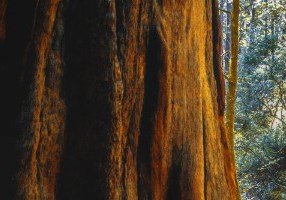 Redwood Highways Apartments